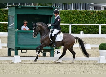 German Riding Pony, Stallion, 7 years, 14.1 hh, Grullo