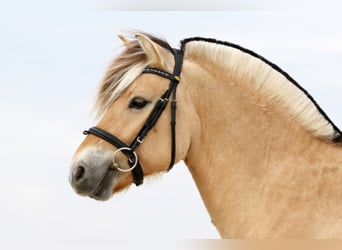 Fjord Horses, Stallion, 12 years, 14,1 hh, Dun