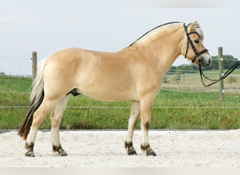 Koń fiordzki, Ogier, 11 lat, 145 cm, Bułana