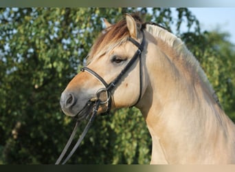 Fjord Horses, Stallion, 16 years, 14,1 hh, Dun
