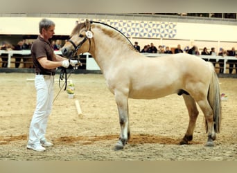 Koń fiordzki, Ogier, 15 lat, 146 cm, Bułana
