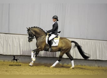 Duitse rijpony, Hengst, 11 Jaar, 148 cm