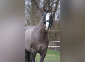 German Riding Pony, Stallion, 11 years, 14.2 hh