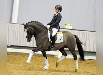 Pony tedesco, Stallone, 13 Anni, 148 cm