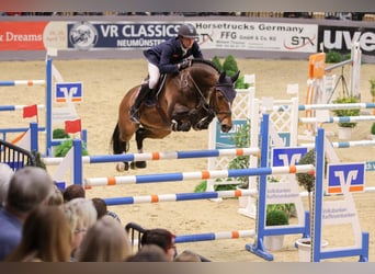 Selle Français, Stallone, 17 Anni, 169 cm, Baio scuro