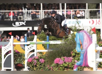 Selle Français, Stallone, 17 Anni, 169 cm, Baio scuro