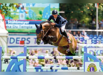 Selle Français, Stallone, 17 Anni, 169 cm, Baio scuro