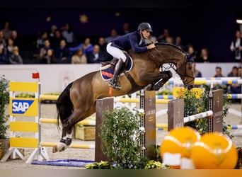 Selle Français, Stallone, 17 Anni, 169 cm, Baio scuro