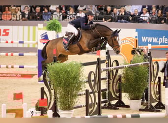 Selle Français, Stallone, 17 Anni, 169 cm, Baio scuro