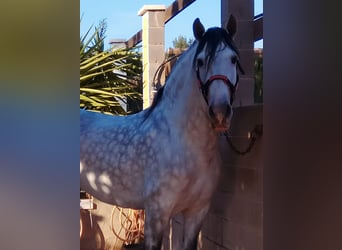 PRE Mix, Stallion, 19 years, 16,1 hh, Grey-Dapple