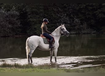 verzorg paard gezocht