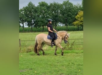 Verzorg pony/paard gezocht