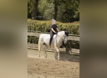verzorg/lease/bijrij pony of paard gezocht!