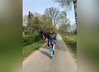 Verzorgpaard gezocht / verzorgster aangeboden DOETINCHEM