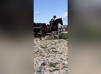 Verzorgpaard gezocht