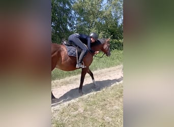 Verzorgpony/paard gezocht 