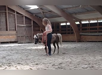 Verzorgster aangeboden / verzorgpaard gezocht 