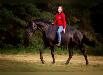Hannoveraner, Hengst, 16 Jahre, 173 cm, Rappe