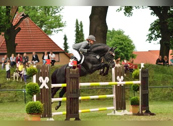 Hannoveraner, Hengst, 16 Jahre, 173 cm, Rappe