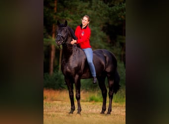 Hannoveraner, Hengst, 16 Jahre, 173 cm, Rappe