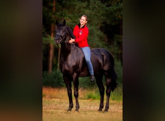 Hanoverian, Stallion, 15 years, 17 hh, Black