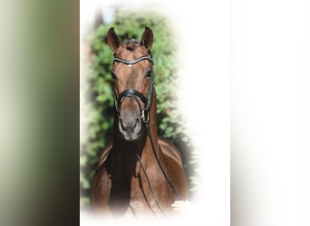 KWPN, Stallone, 19 Anni, 170 cm, Sauro scuro