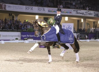 KWPN, Stallone, 19 Anni, 170 cm, Sauro scuro