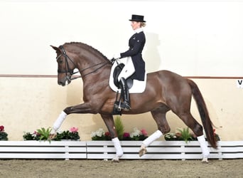 KWPN, Stallone, 19 Anni, 170 cm, Sauro scuro