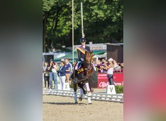 Hannover, Stallone, 9 Anni, 175 cm, Sauro