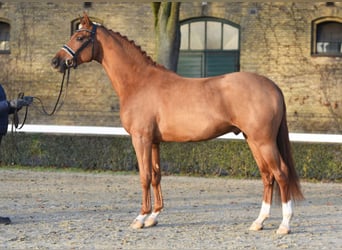 Oldenburg, Stallion, 7 years, 16.2 hh, Chestnut-Red