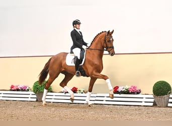 Oldenburg, Stallone, 7 Anni, 171 cm, Sauro