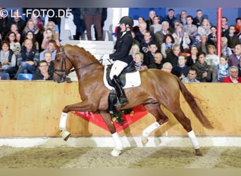 Hannover, Stallone, 10 Anni, 169 cm, Sauro