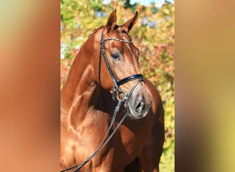 Hanovrien, Étalon, 10 Ans, 169 cm, Alezan