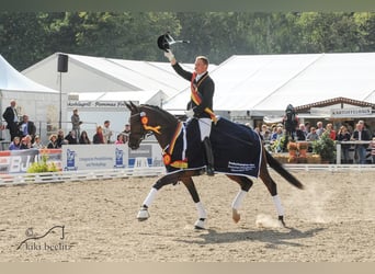 Koń hanowerski, Ogier, 10 lat, 169 cm, Kasztanowata