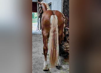 Vlaams paard, Caballo castrado, 2 años, 175 cm, Castaño rojizo