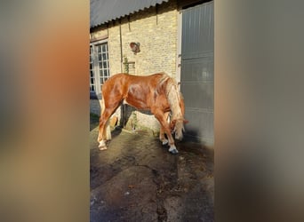 Vlaams paard, Caballo castrado, 2 años, 175 cm, Castaño rojizo