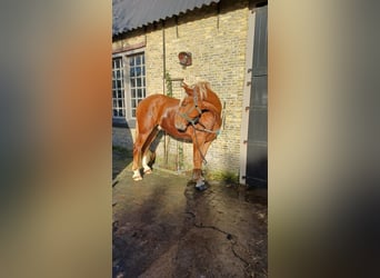 Vlaams paard, Caballo castrado, 2 años, 178 cm, Castaño rojizo