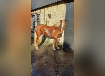 Vlaams paard, Castrone, 2 Anni, 177 cm, Baio ciliegia