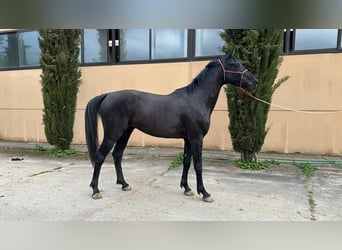 Vlaams paard, Hengst, 3 Jahre, Rappe