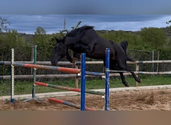 Vlaams paard, Hengst, 3 Jahre, Rappe