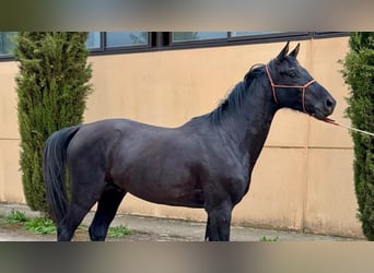 Vlaams paard, Hengst, 3 Jahre, Rappe