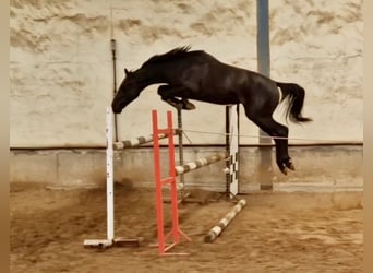 Vlaams paard, Hengst, 3 Jahre, Rappe