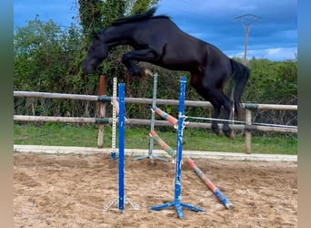 Vlaams paard, Hengst, 3 Jahre, Rappe