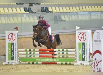 Volbloed Arabier, Hengst, 10 Jaar, 154 cm, Bruin