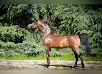 Volbloed Arabier, Hengst, 10 Jaar, 155 cm, Roodbruin