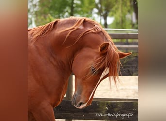 Volbloed Arabier, Hengst, 10 Jaar, 160 cm, Vos