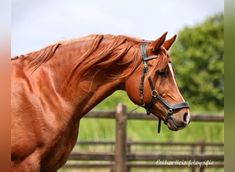 Volbloed Arabier, Hengst, 10 Jaar, 160 cm, Vos
