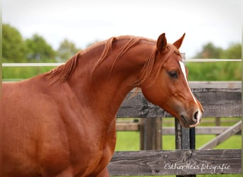 Volbloed Arabier, Hengst, 10 Jaar, 160 cm, Vos