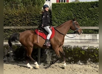 Volbloed Arabier, Hengst, 10 Jaar, 163 cm, Bruin