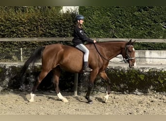 Volbloed Arabier, Hengst, 10 Jaar, 163 cm, Bruin